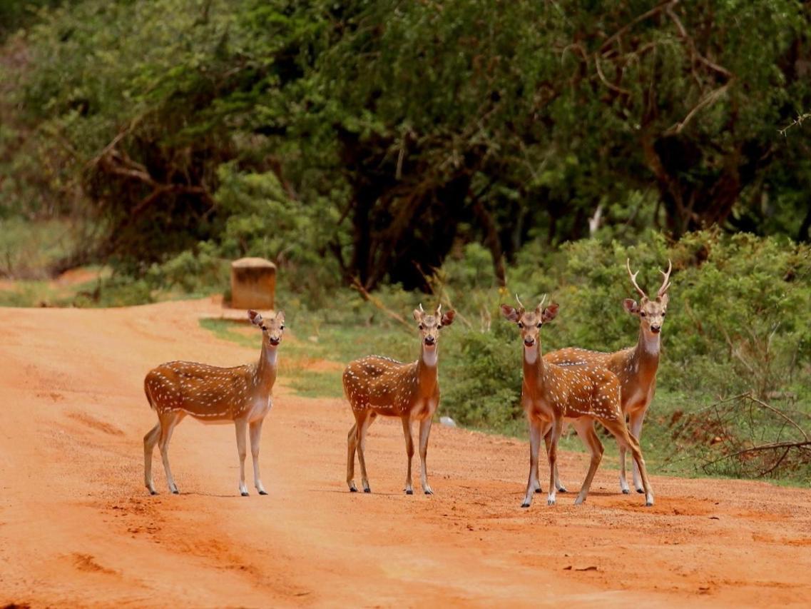 Yala View 3* Tissamaharama